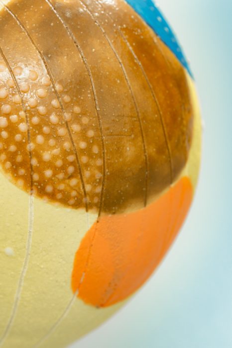 5種子6-6網站用圖