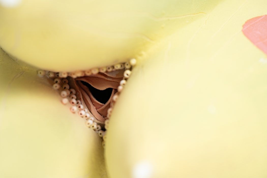 5種子系列 宇宙花園7